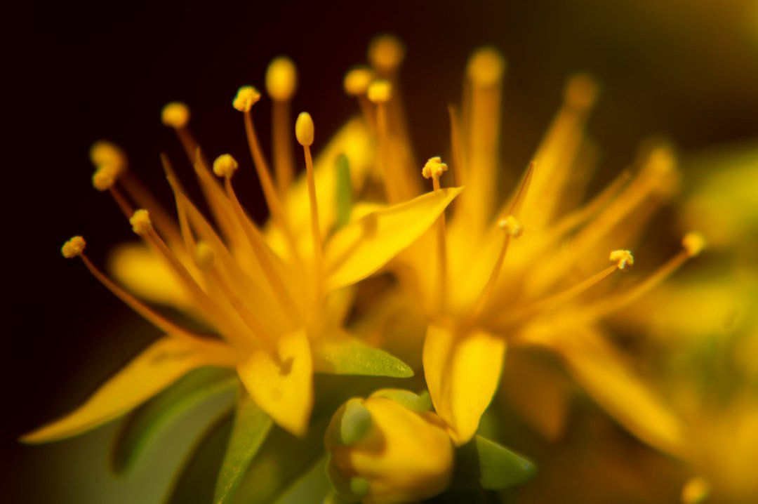 Gros plan de fleurs jaunes au printemps. Photo d'Eleonora Rosati, Unsplash.