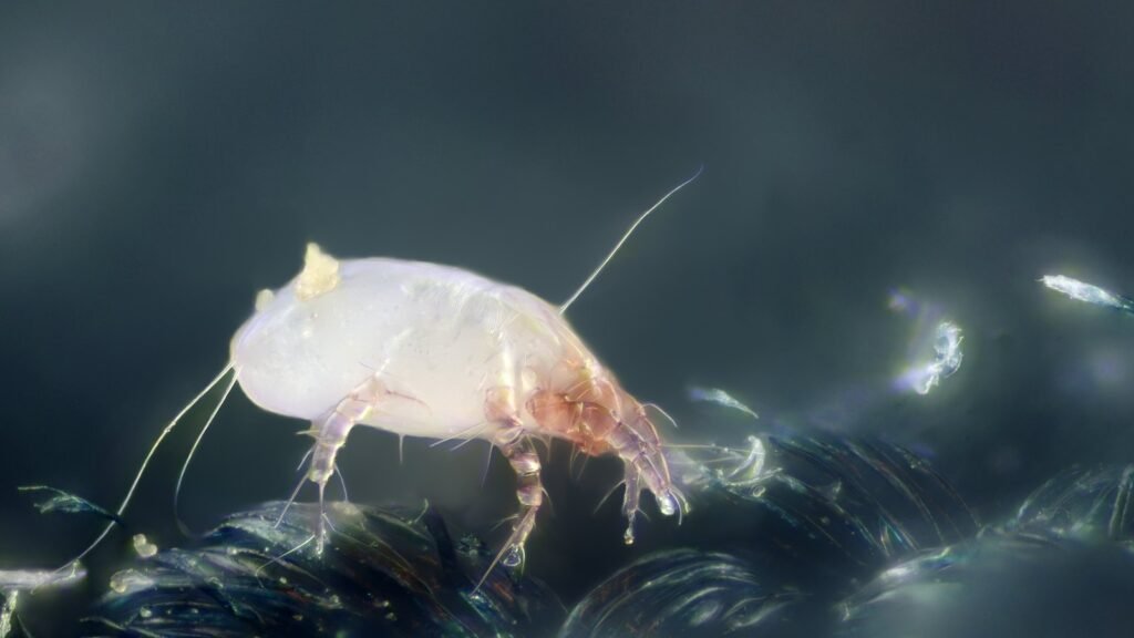Acarien de la poussière Dermatophagoides pteronyssinus, translucide, photographié au microscope sur des fibres textiles, illustration des acariens dans les sièges de voiture