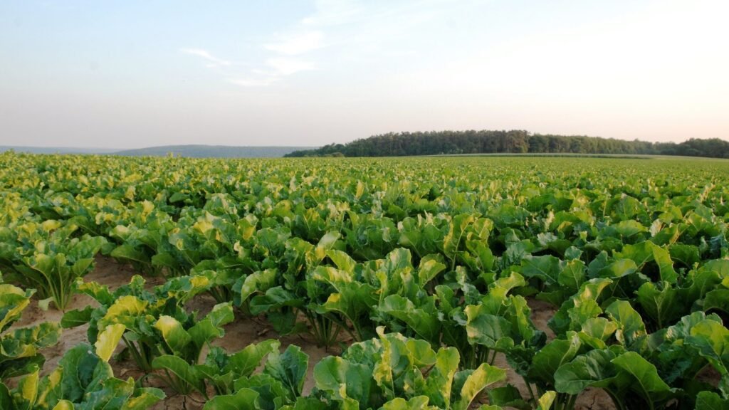 Champ de betteraves sucrières en été au coucher du soleil, l’une des cultures utilisées pour produire le bioéthanol de l’E85