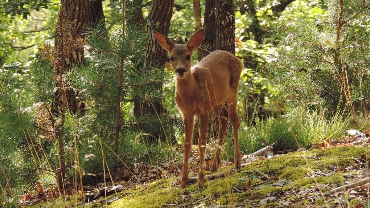Jeune chevrette debout dans un sous-bois de pins, qui regarde l’objectif