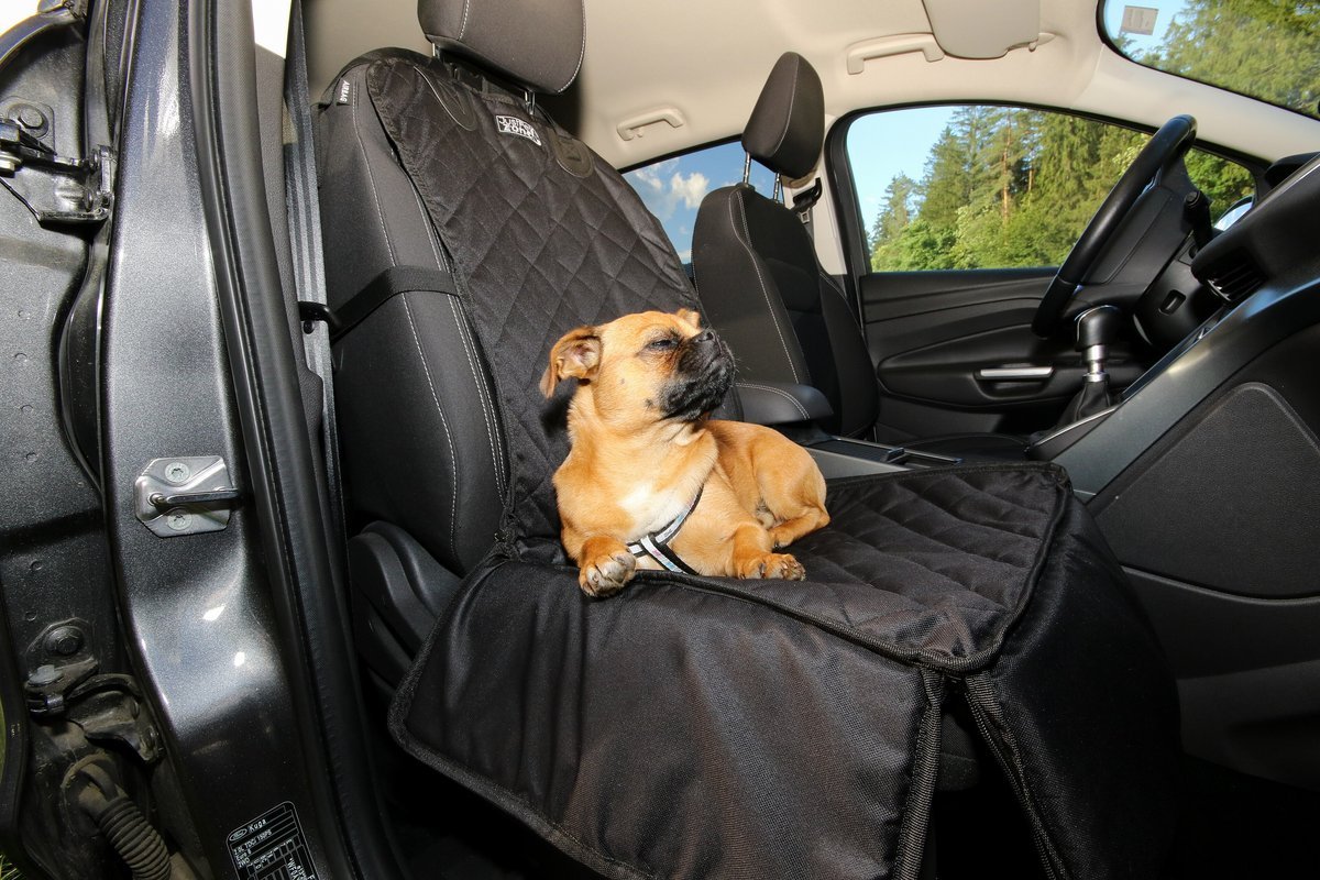 Petit chien fauve couché sur la housse noire du siège passager avant d’une voiture, portière ouverte, portant un harnais auto
