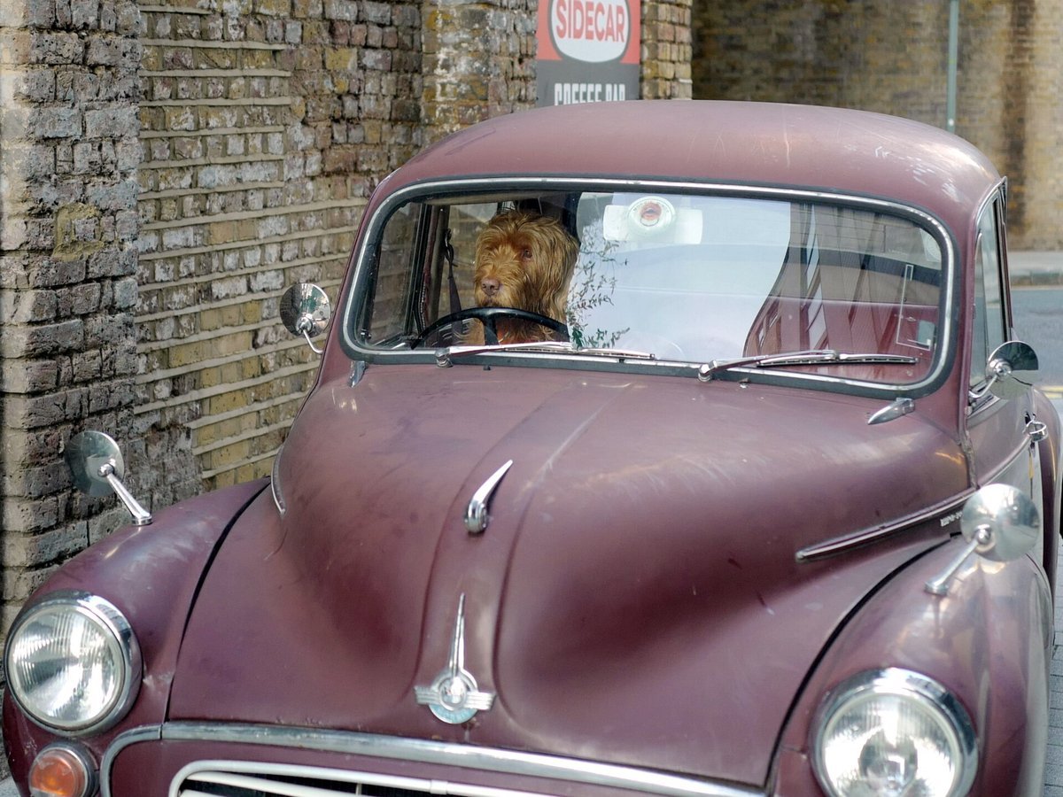 Chien roux assis derrière le volant d’une vieille Morris Minor bordeaux garée devant un mur de briques, à Londres